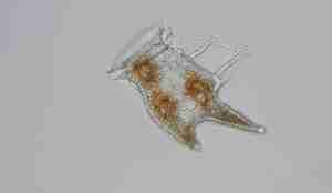 Geleaktig alge med noen røde områder