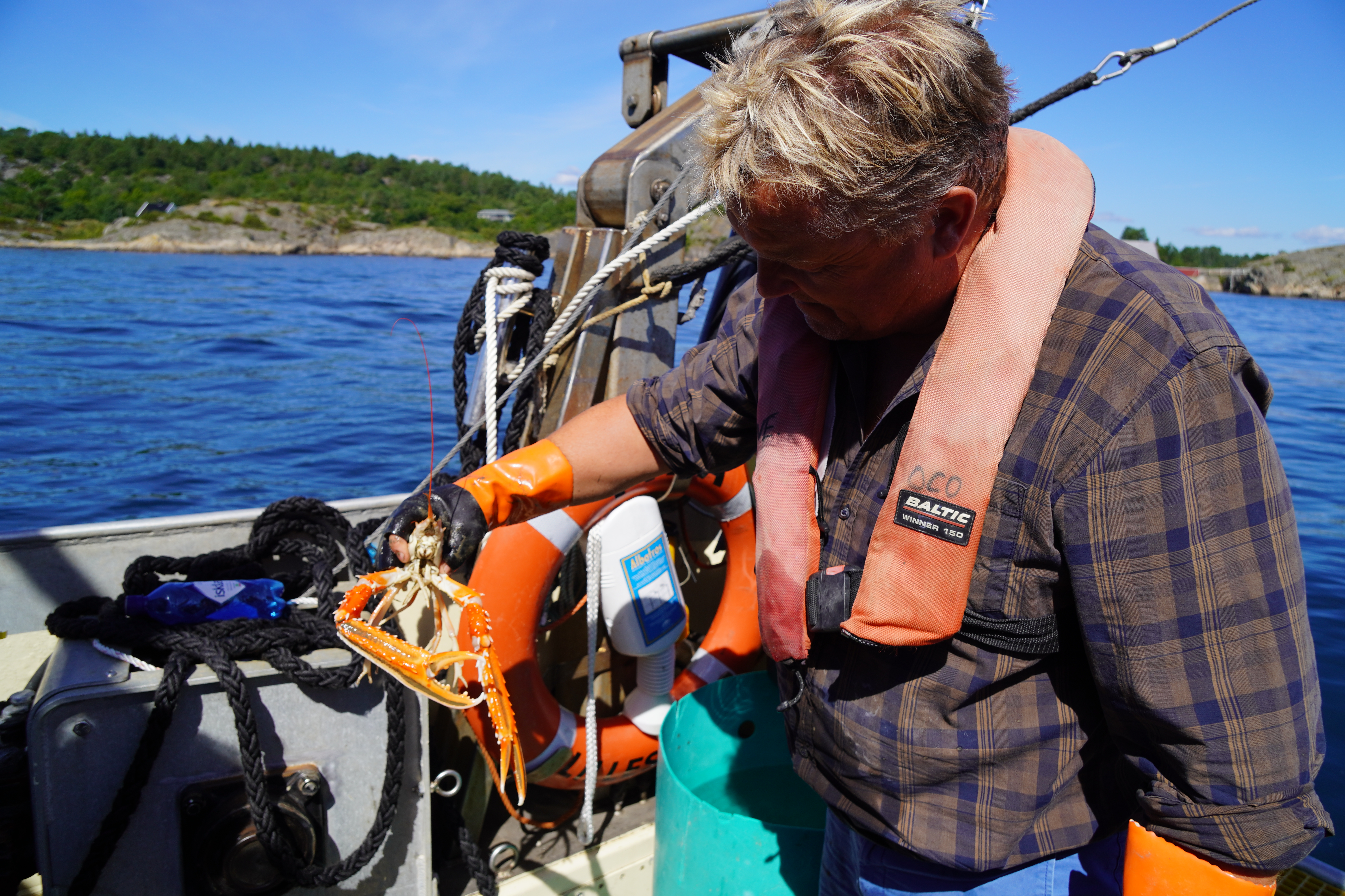 Ove Olsen i Green-Bay AS holder opp kreps i forbindelse med opprydningsarbeid av havbunnen i Raet nasjonalpark. Solen skinner, og krepsen spreller i hendene. 