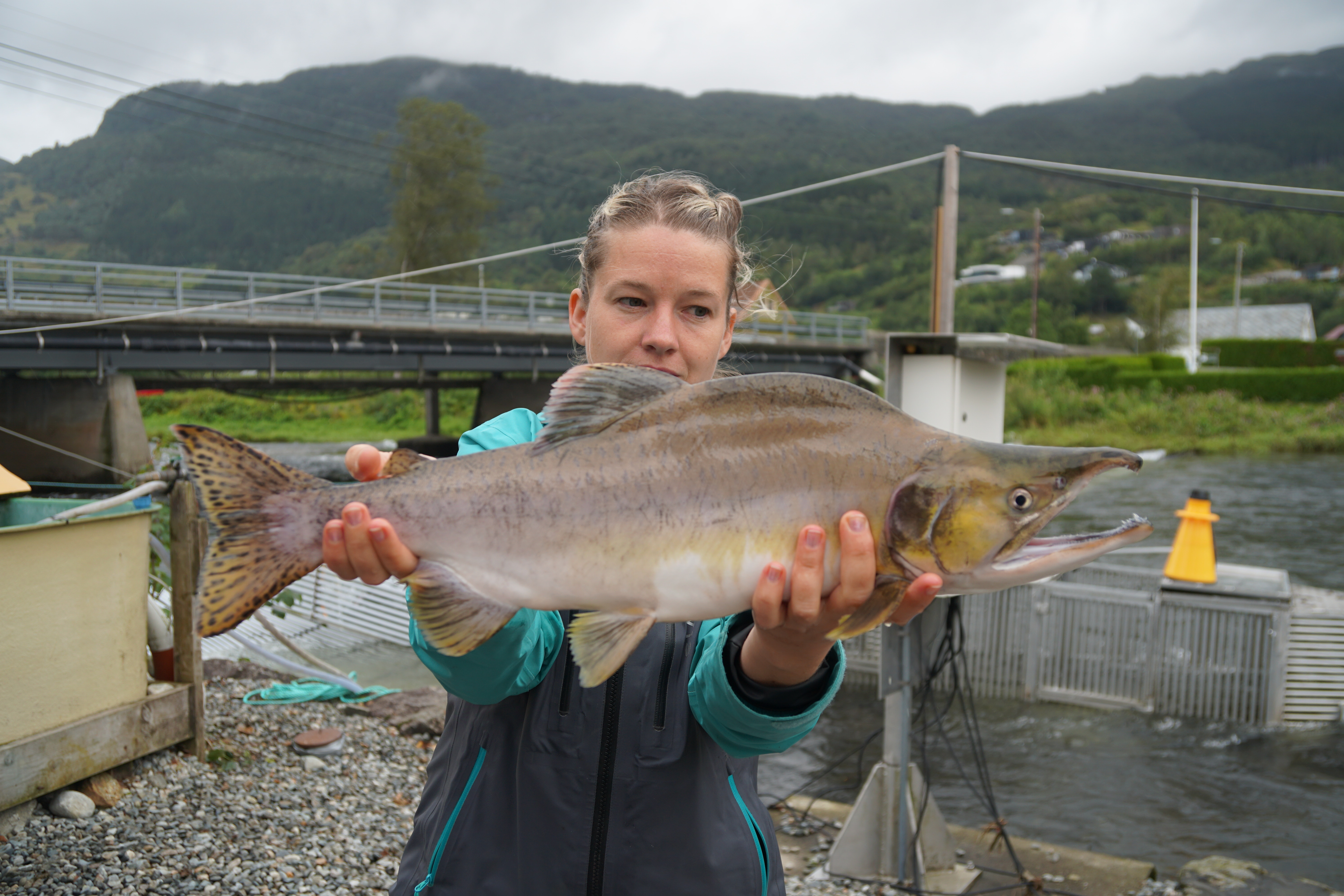 Vokser pukkellaks raskere enn oppdrettslaks? Er pukkellaks en god matfisk? 