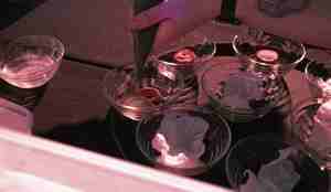 skåler som blir dandert med is og epler