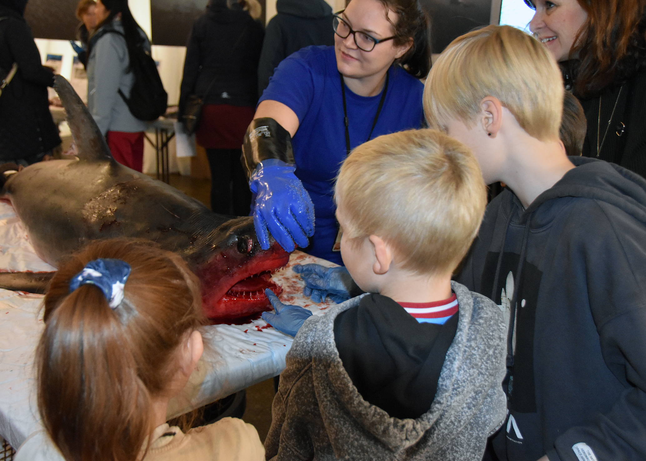 En hai av typen håbrann ligger på et bord, mens en marinbiolog viser frem tennene dens. Flere barn følger spente med, og en gutt kjenner på tennene med palsthansker på.