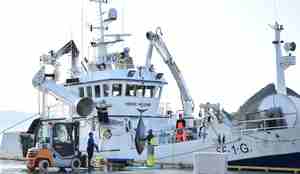 vibeke helene med makrellstørje