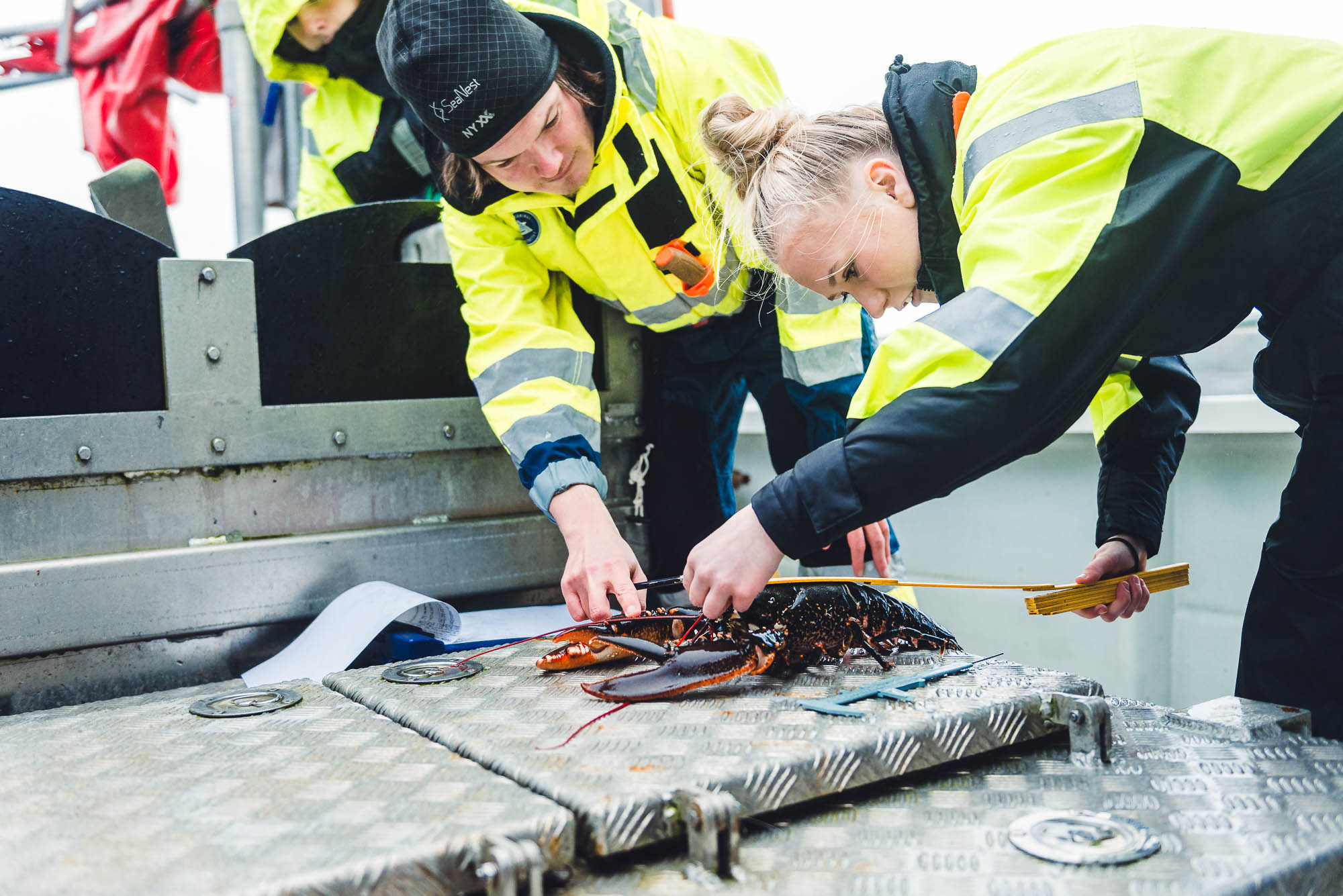 Gutt og jente lener seg over en hummer på dekk og måler denne med linjal