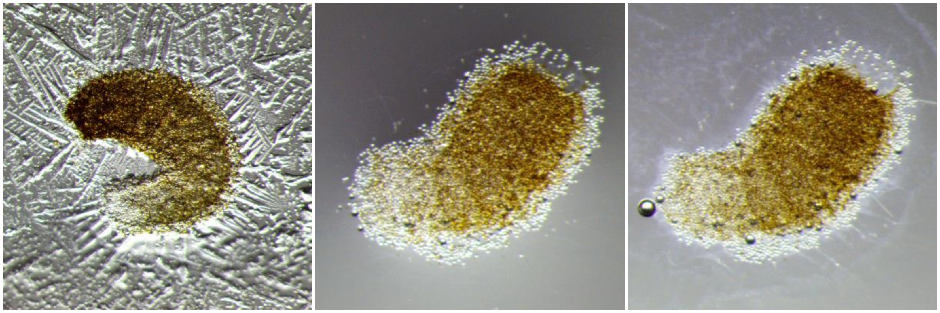 bildet viser kva som skjer om perlesnormanet-individ vert dehydrert og så hydrert igjen