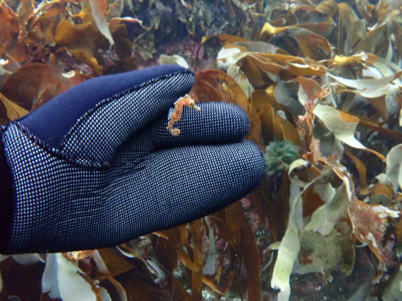 En liten sjøhest hviler i hånden til en dykker
