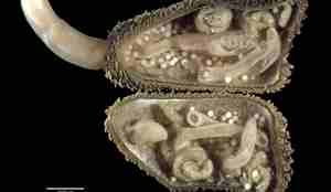 Dissekert sipunculid Onchnesoma squamatum