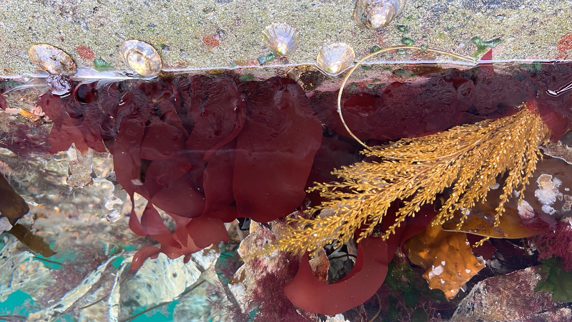 Djevletunge som vokser på en flytebrygge.