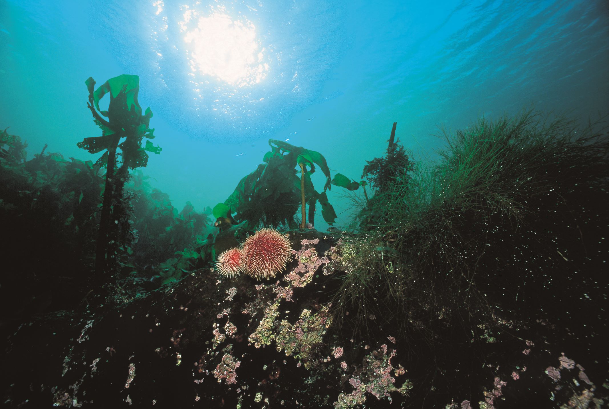 To raude kråkebollar ligg på havbotnen. Bak ser ein nokre tarestilkar