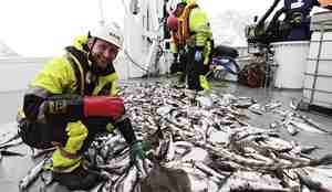 Havforsker i arbeid med å sortere fangsten fra trålen. Han sitter på dekk og er omringet av ulike fiskeslag. 