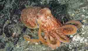 Oransje eledoneblekksprut med hvite dotter.