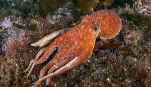 eledoneblekksprut over noen steiner