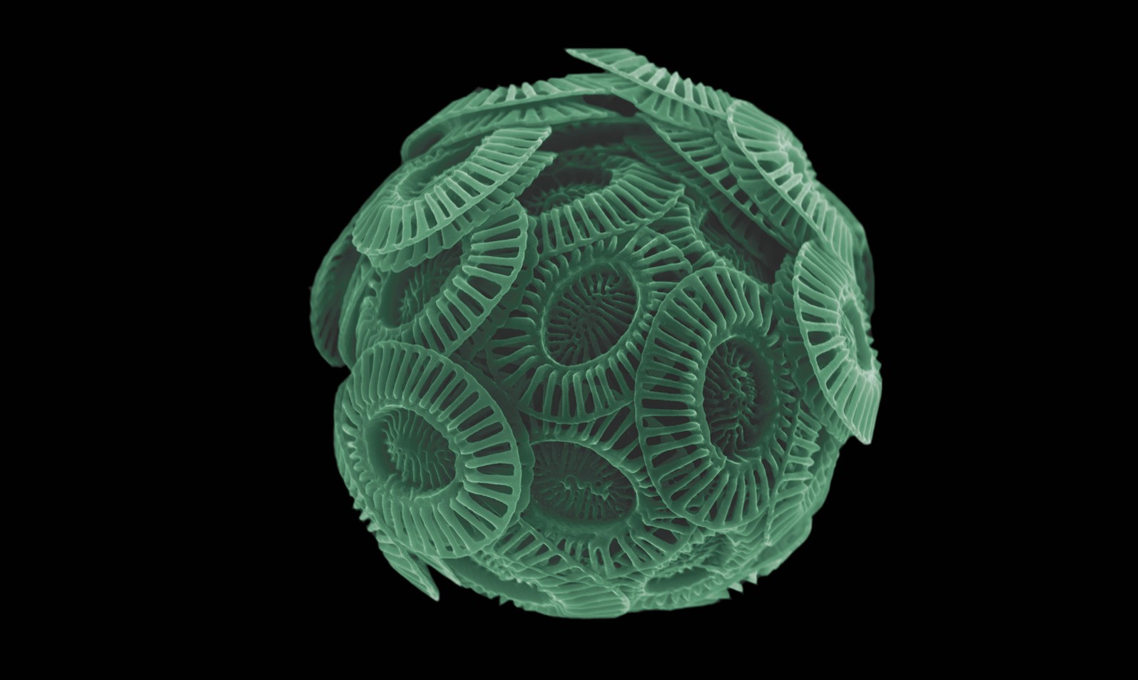 Grønn kule dekket av mange små hjul-lignende sirkler