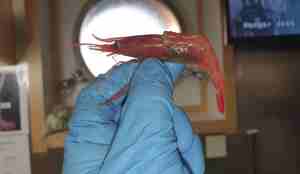 En helt vanlig reke med en uvanlig pannetorn.