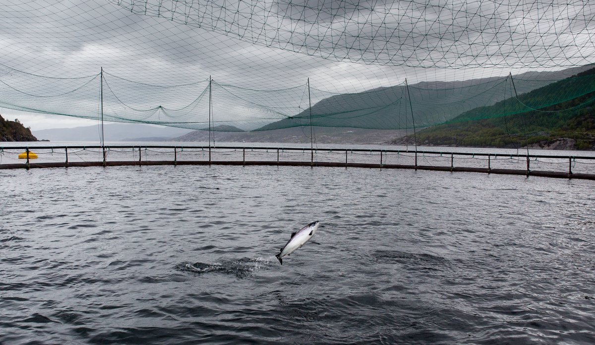 
En laks hopper opp av vannet i en merd