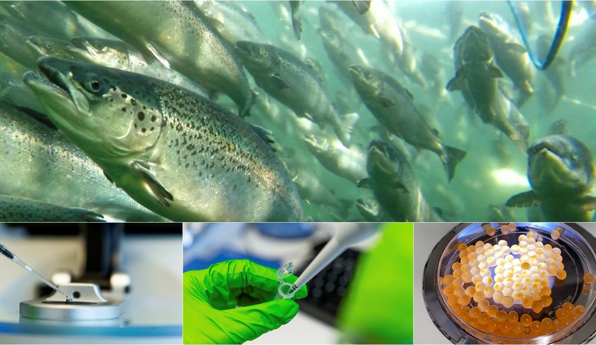 
Epigenetikkmontasje croppet