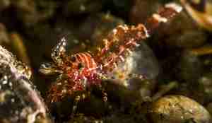 Eualus pusiolus. Dvergreke.