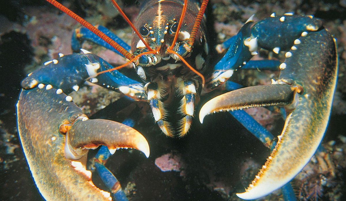 
Nærbilde av en blålig hummer