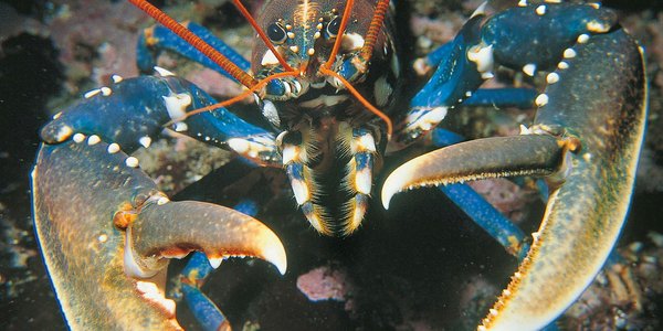 

Nærbilde av en blålig hummer