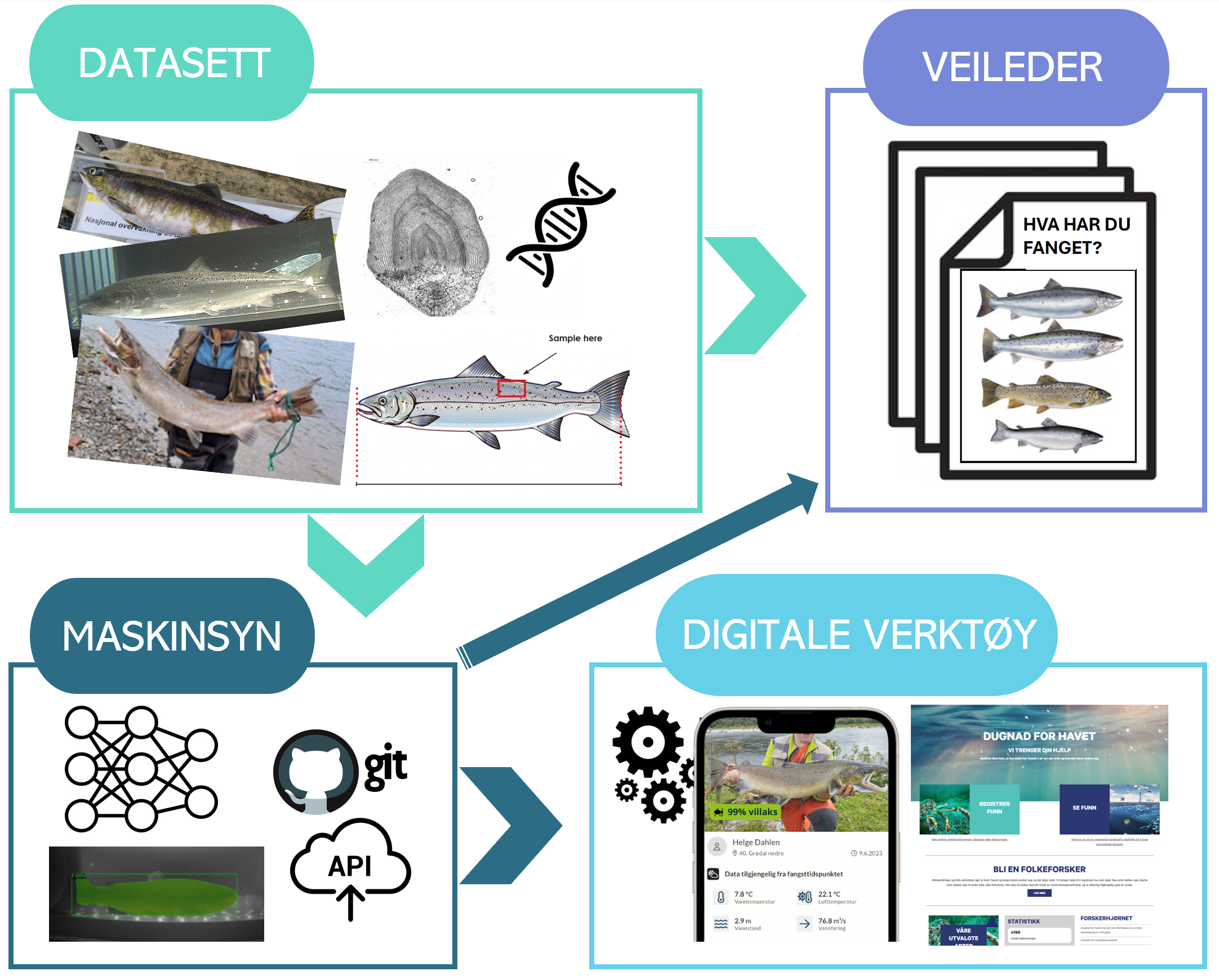 foto med plansje som viser laksebilder med pil mot illustrasjon av kunstig intelligens og pil mot app