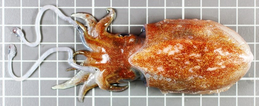 En fager sepiablekksprut