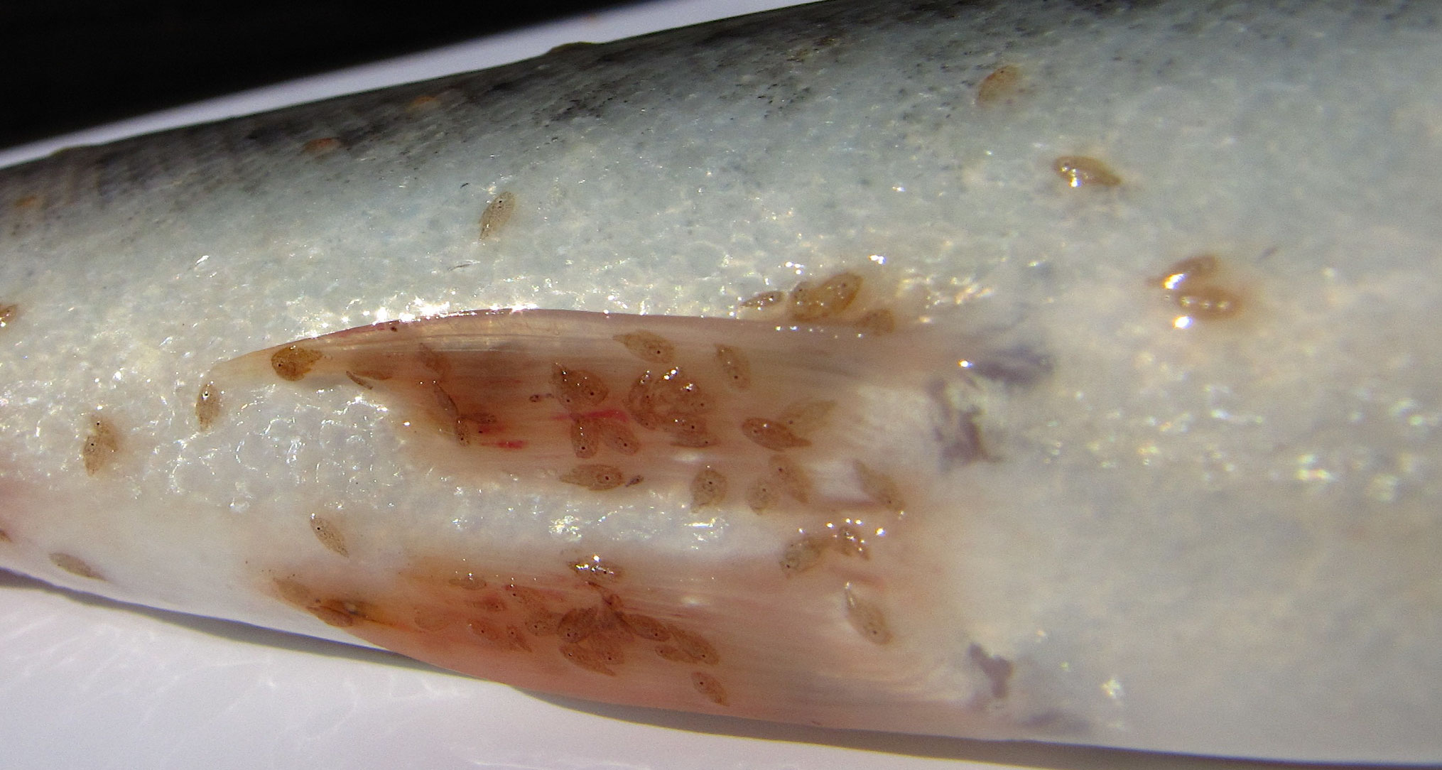 Bilde av del av laks med to arter av lus som ser like ut.