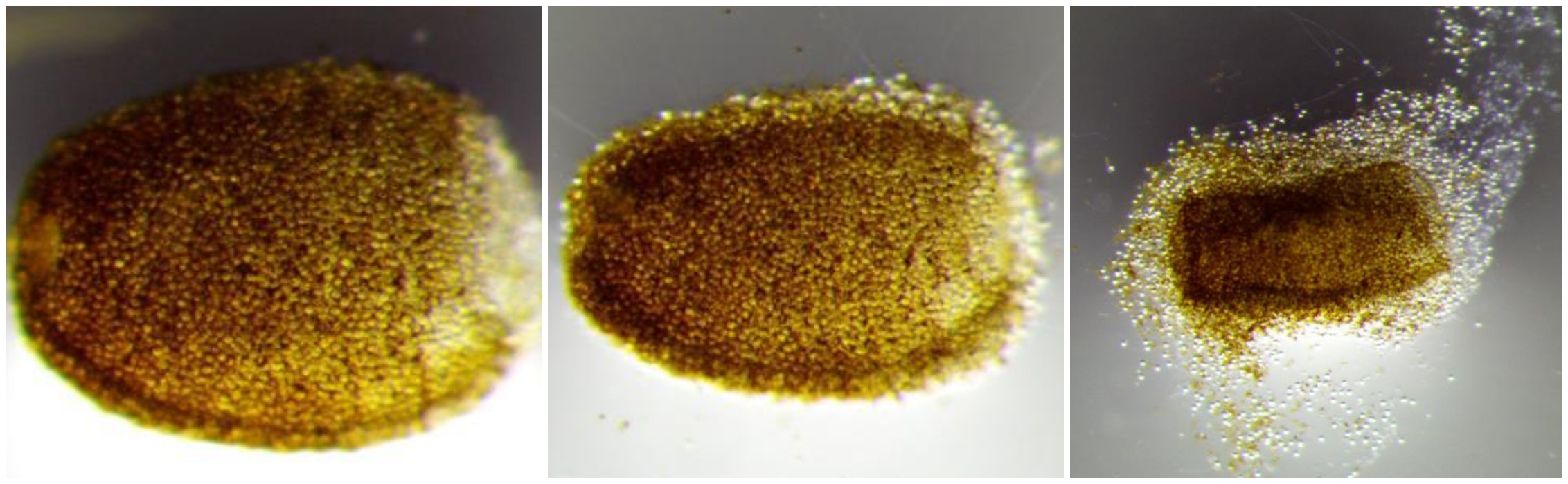 Bilde viser hvordan ferskvann påvirker perlesnormanet