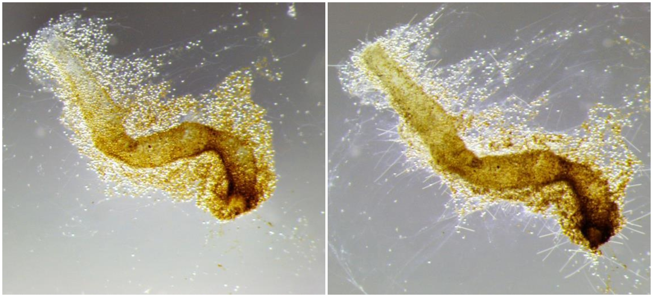Bilder viser at Apolemia, som har vorte utsett for ferskvatn, likevel reagerer på etanol. 