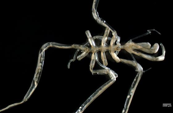 sea spiders