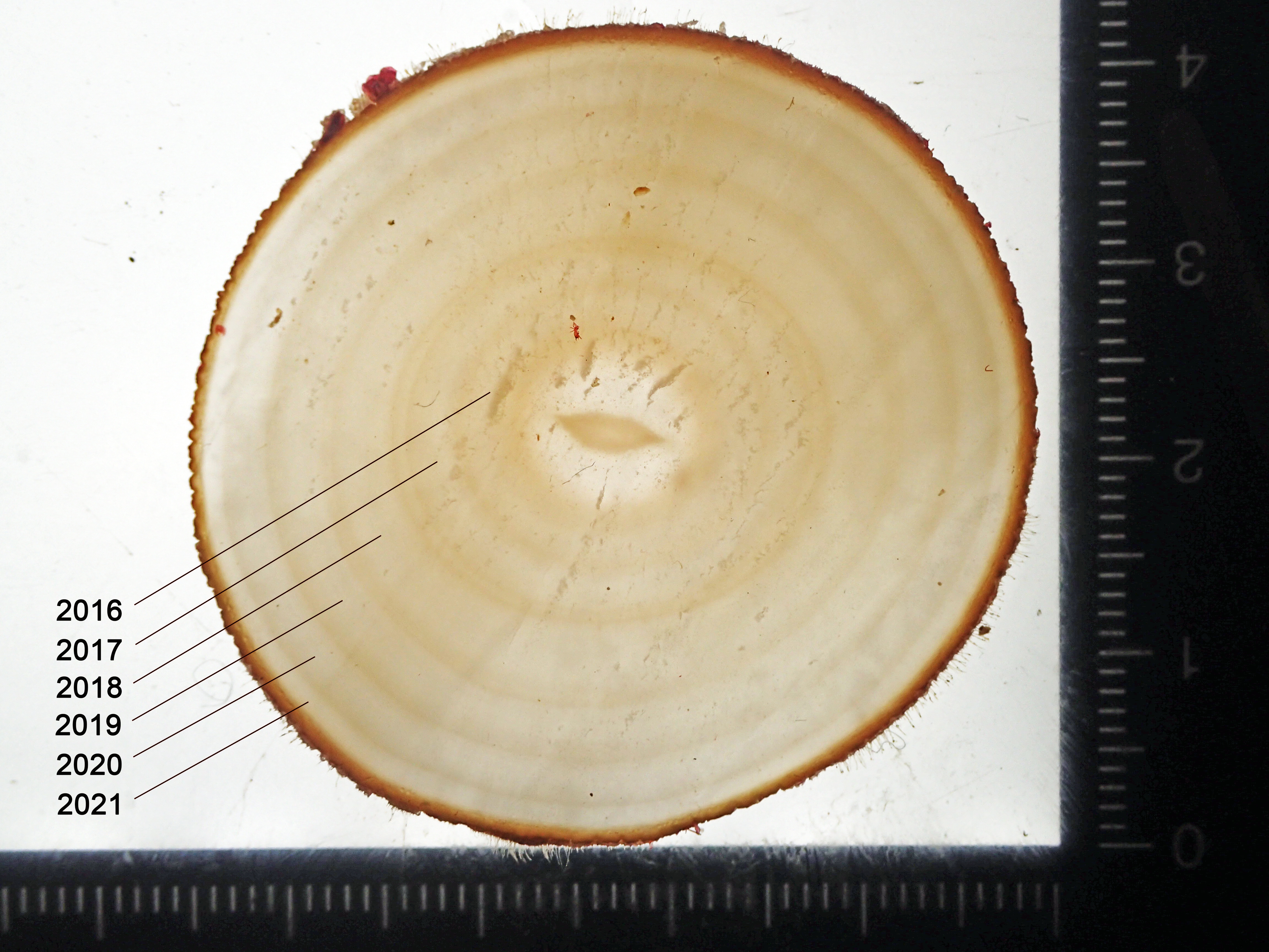 Tverrsnitt av tarestilk, fremstår som årringer i et tre