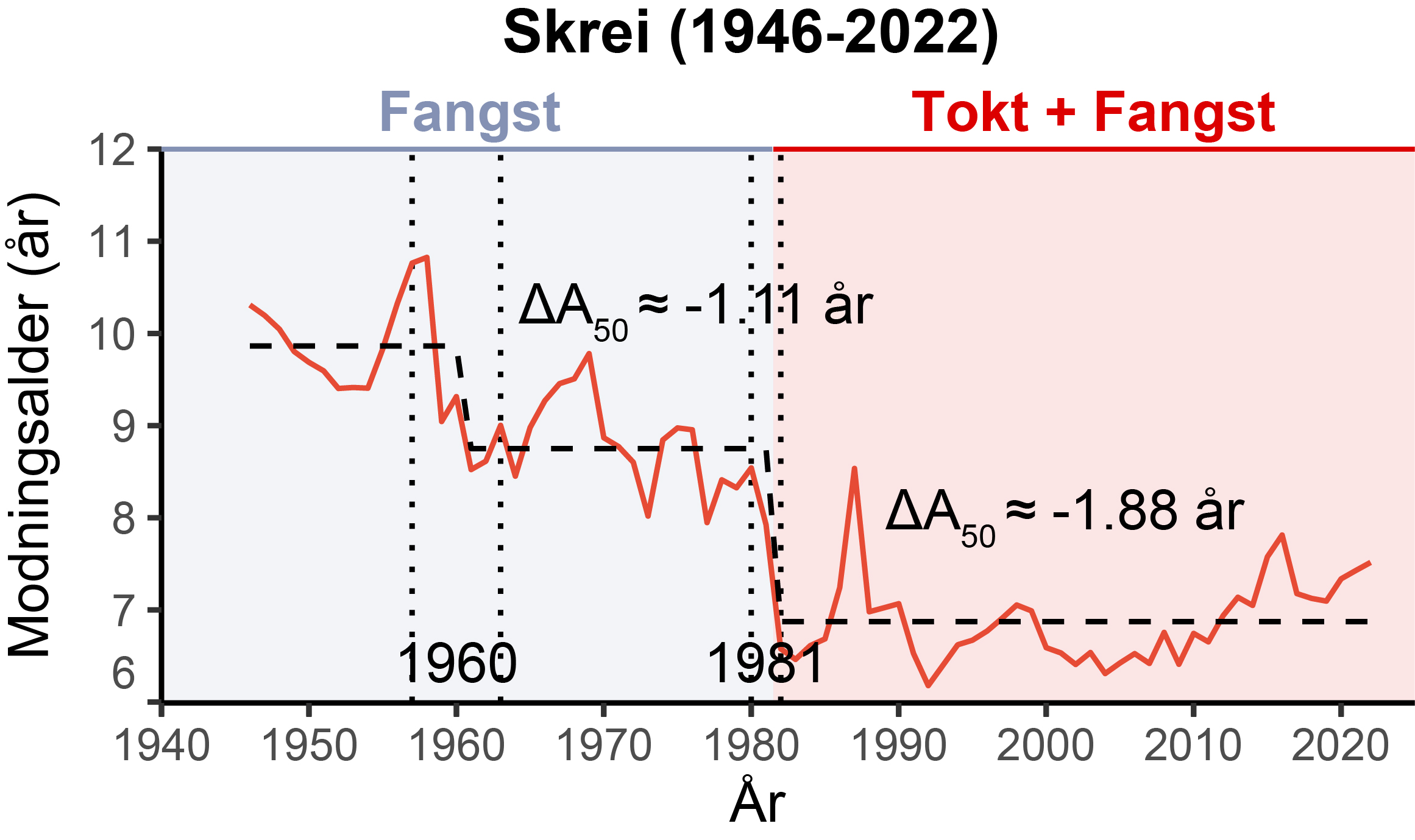 Grafen viser fallet i alder ved modning for skrei