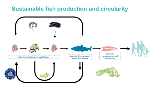 Figure - Sustainable fish production and circularity