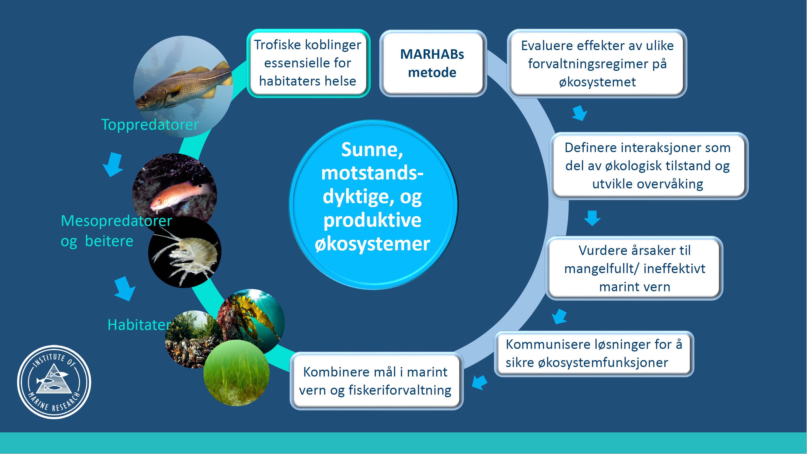 figur som viser stegene i forskningsprosjektet