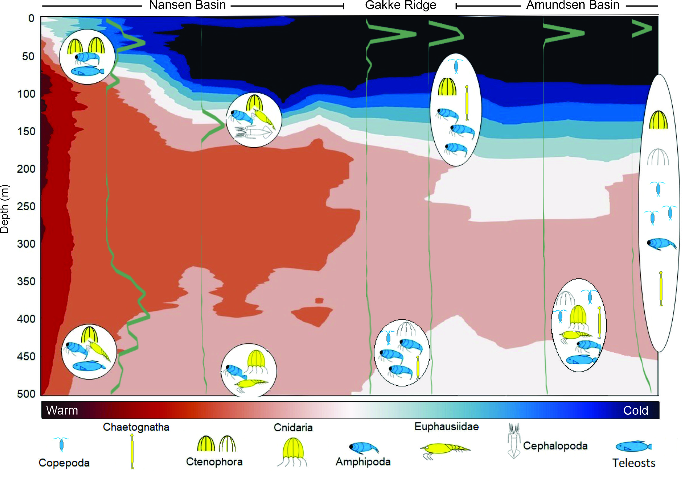 modell av ulike arter fra sør til nord 