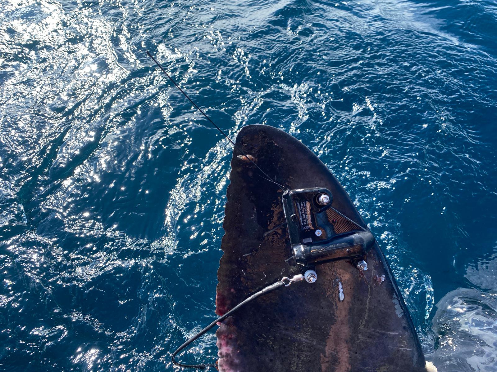 Bildet viser en haifinne med et merke festet til.