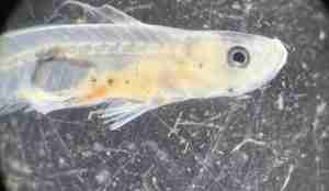 nærbilde av en fiskelarve