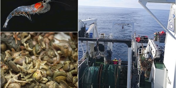 

Fiskemager i Barentshavet3