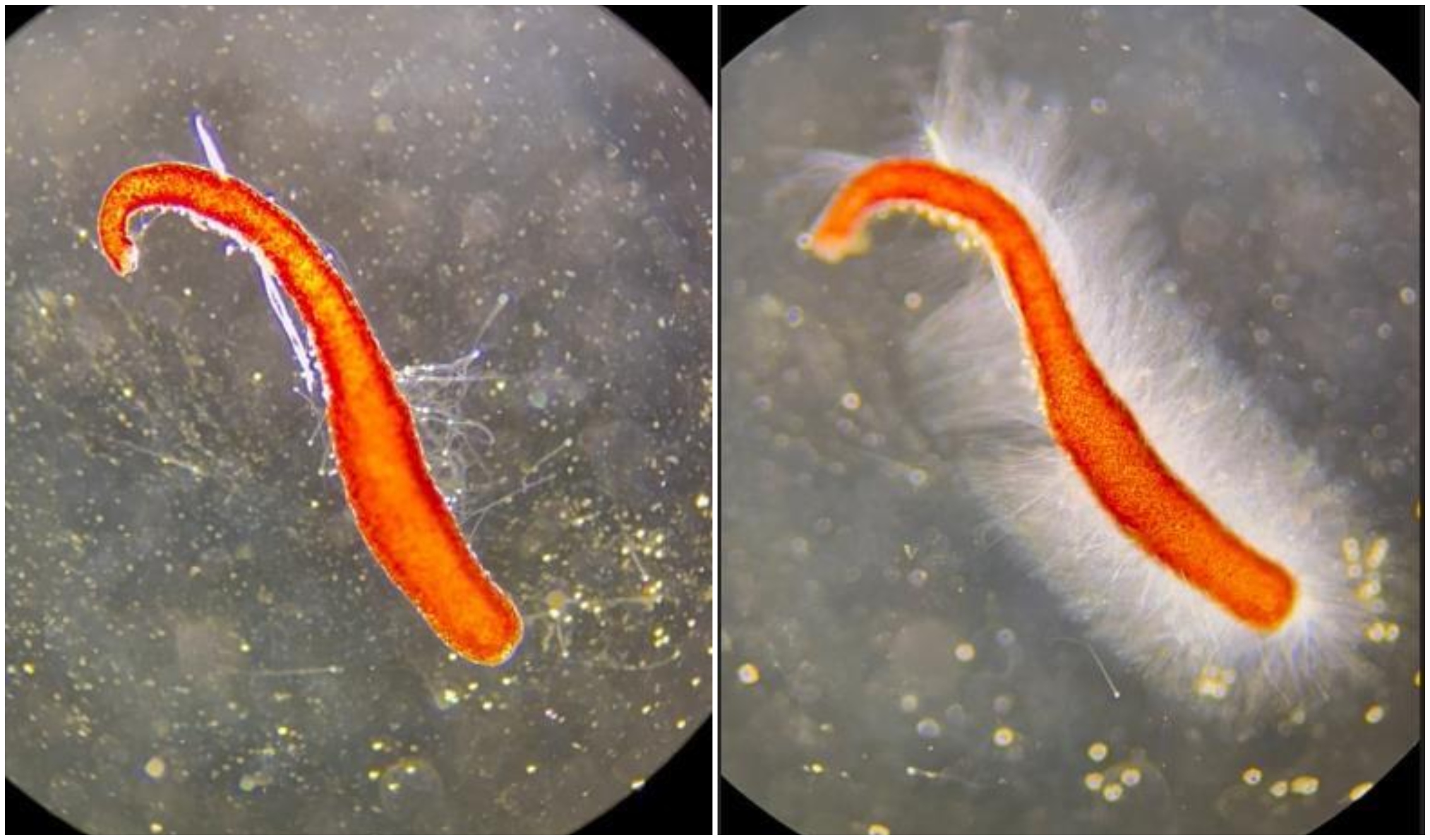 Før og etter-bilder, som viser at elektrisitet gjør at neslecellene slår ut