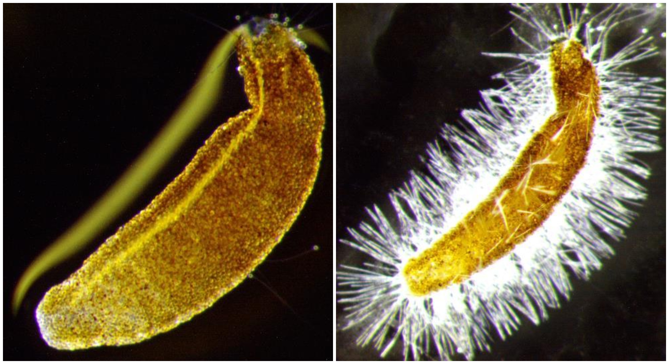 To nærbilde av perlesnormanet, som viser at alle neslecellene blir fyrt ut etter etanol