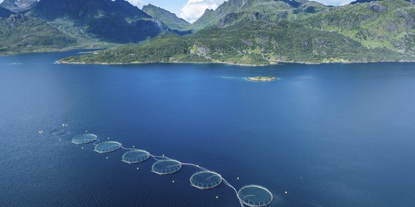 

mikroskopbilde av algeceller