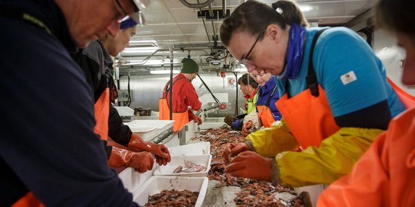 

Flere forskere og teknikere sorterer fisk som ligger på en benk. 