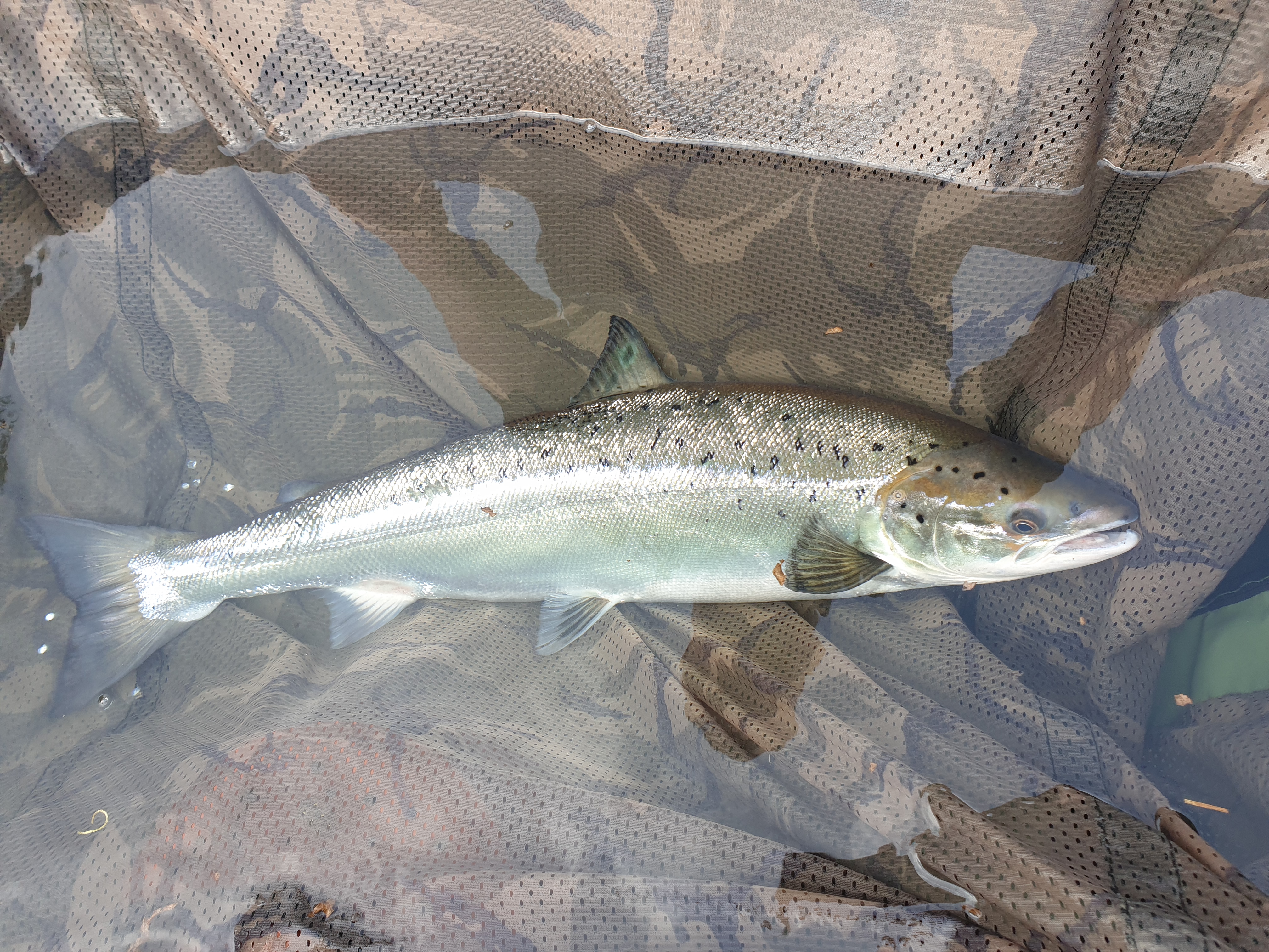 En laks blir holdt oppe av en kamuflasjeduk under vann