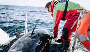 Keno Ferter sjekker at merkene sitter som de skal