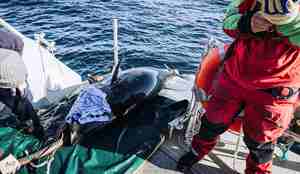 Fisken blir rolig med et håndkle over øynene