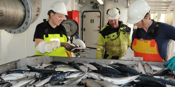 

makrell- og økosystemtokt