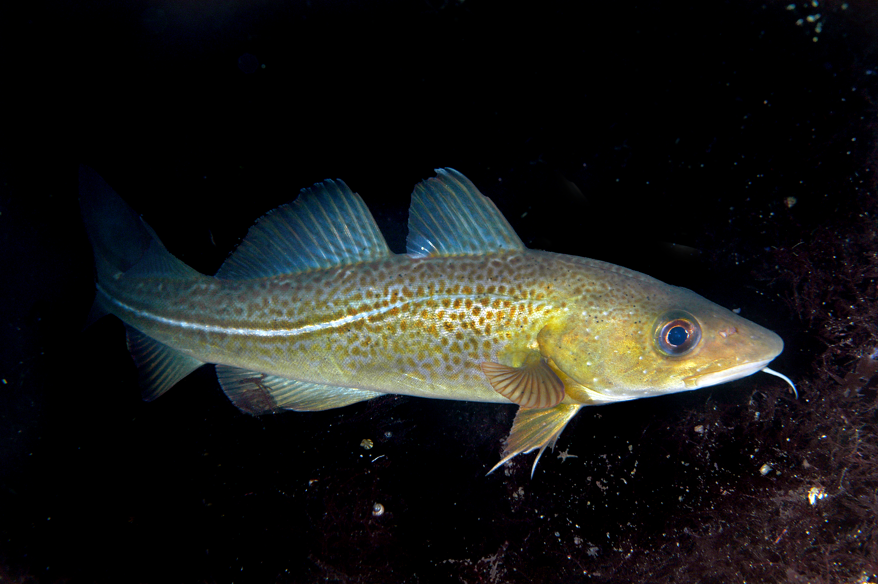 Nærbilde torsk i vann