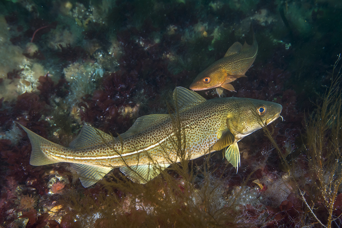 To torsker som svømmer nært havets bunn.