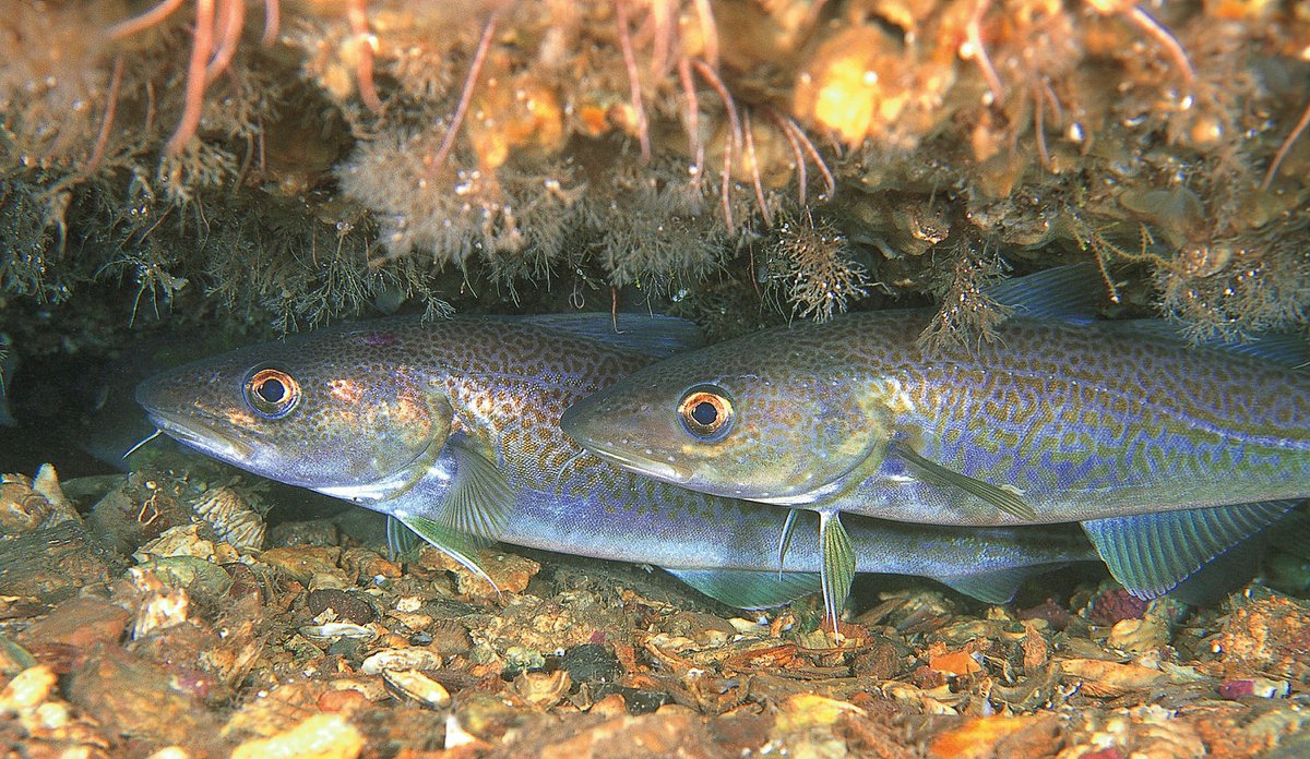 Two atlantic cods between rocks