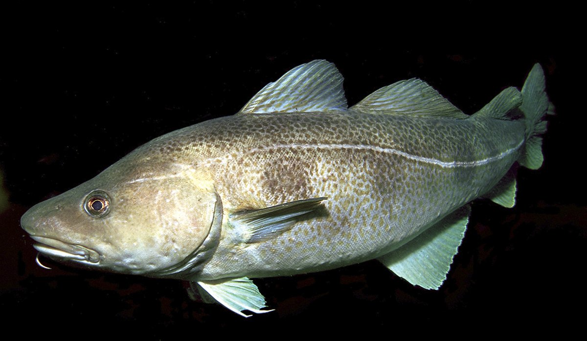 
Stor torsk med mørk bakgrunn