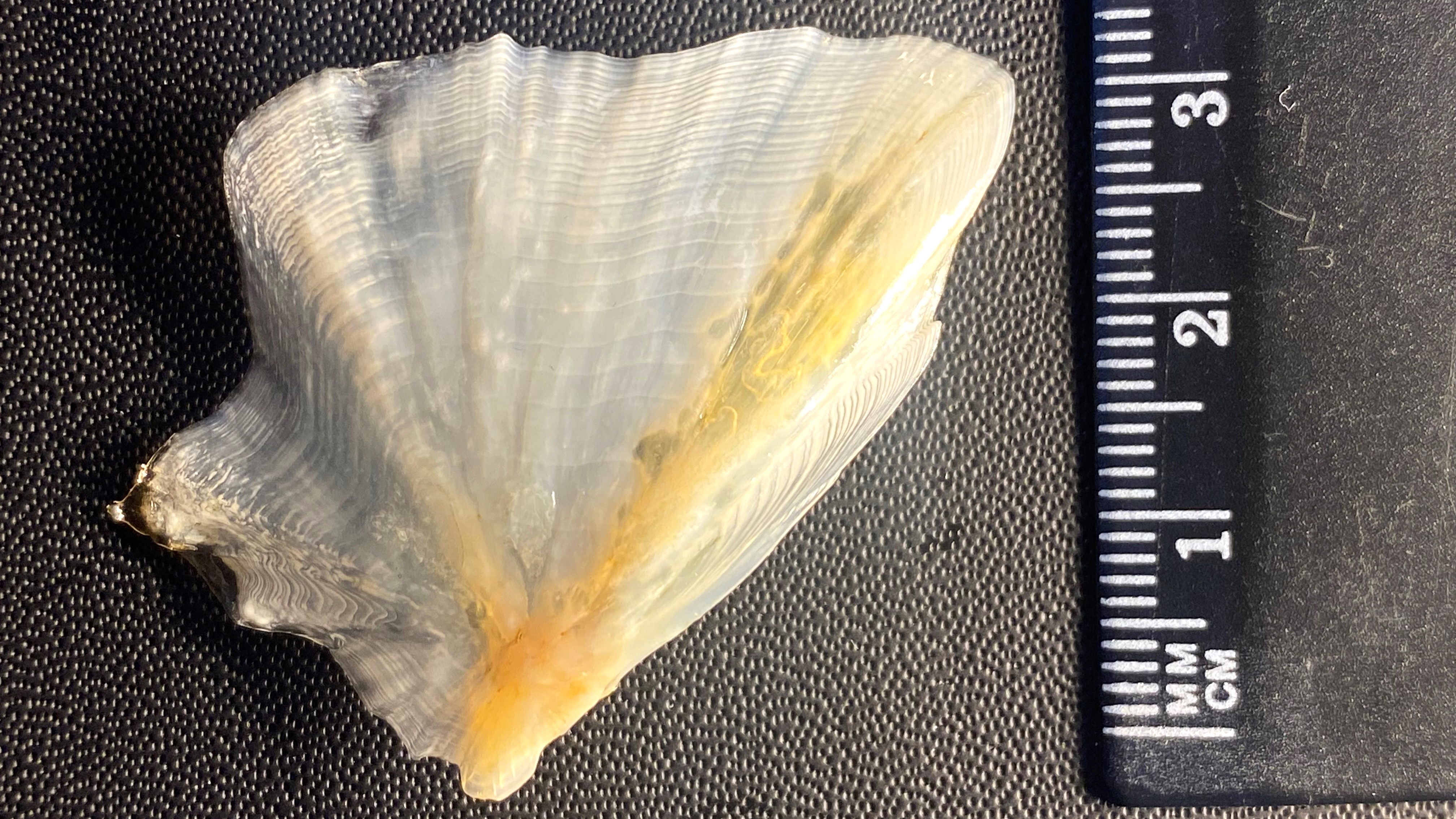 Et hvit og gulaktig gjellelokk på svart bakgrunn med linjal som måler tre cm liggende ved siden av