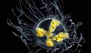 Denne klamremaneten har gule fargar og ikkje raude